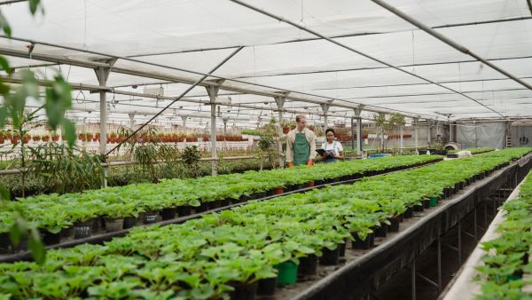 Plant wholesaler order chaos: seasonal availability, short windows, impatient buyers